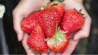 草莓适合用什么肥料？