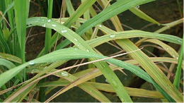如何做好稻田肥水管理?水稻发黄怎么办？